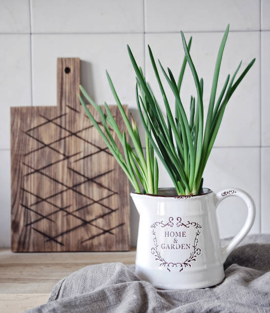 food photography in bright kitchen interior with still life of white jug front view with sprouted onion and a wooden board in the background - garden decoration stock-fotos und bilder