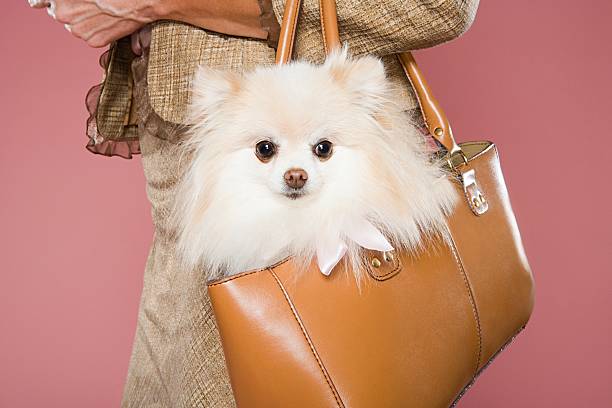 frau mit hund in einer handtasche - fashion stock-fotos und bilder