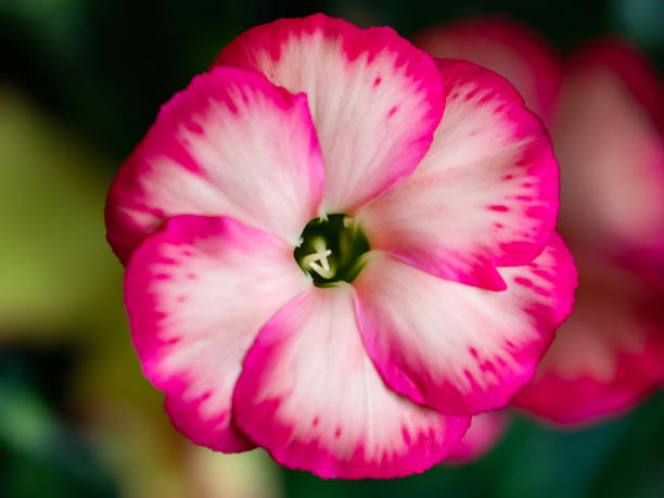 freesia petal arrangement - garden decoration stock pictures, royalty-free photos & images