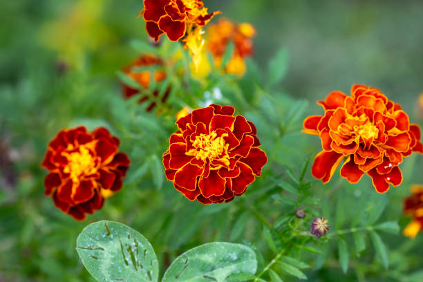 french marigold flowers - garden decoration stock pictures, royalty-free photos & images