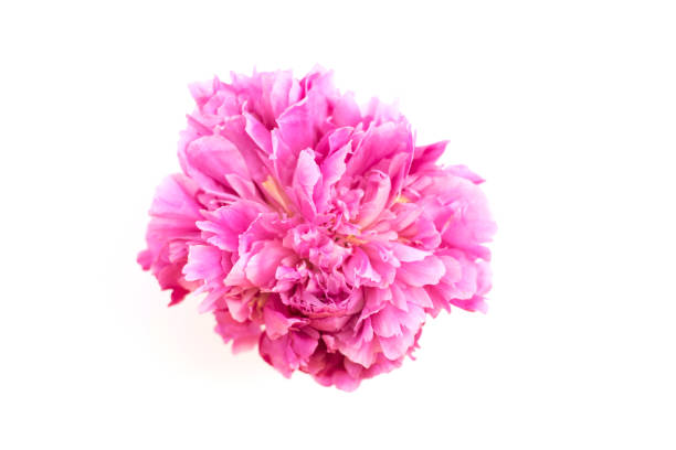 fresh peony flower isolated on white background. - garden decoration stock pictures, royalty-free photos & images