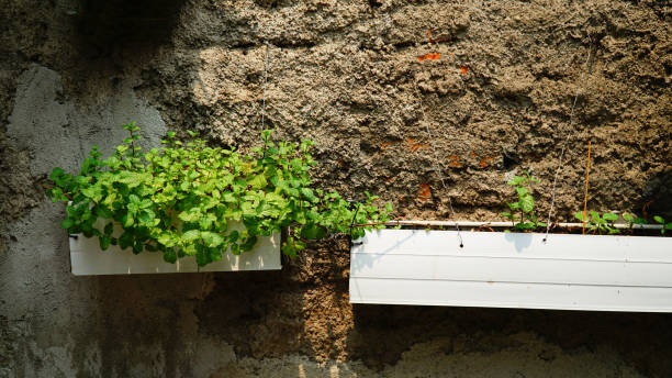 fresh peppermint plant in the hanging pot garden - garden decoration stock pictures, royalty-free photos & images