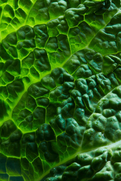fresh savoy cabbage leaf - food stock pictures, royalty-free photos & images