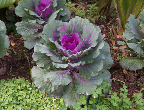 fresh violet cabbage (brassica oleracea) plant leaves - garden decoration stock pictures, royalty-free photos & images