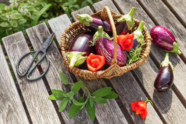 freshly picked herbs, eggplants and red chili peppers in wicker basket - garden decoration photos et images de collection