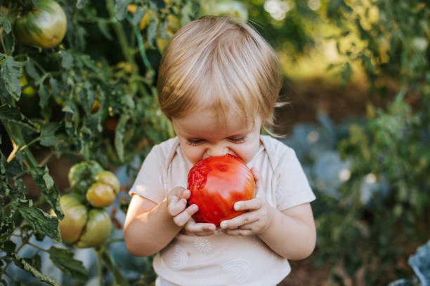 freshly picked vegetables are the tastiest - food stock pictures, royalty-free photos & images