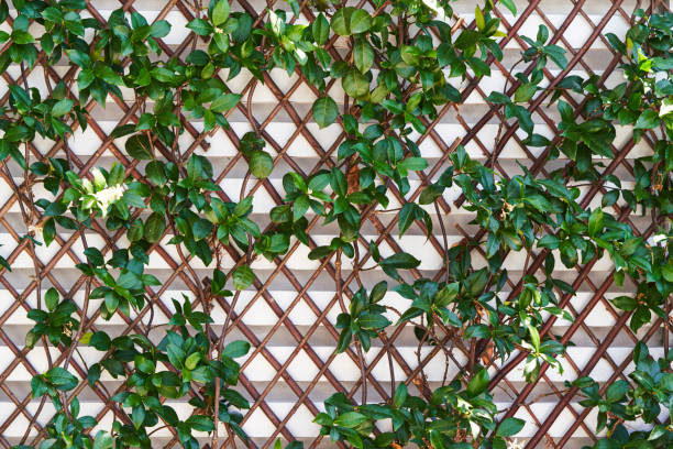 front view of a fence with green leaves in the foreground with no people around. - garden decoration stock pictures, royalty-free photos & images