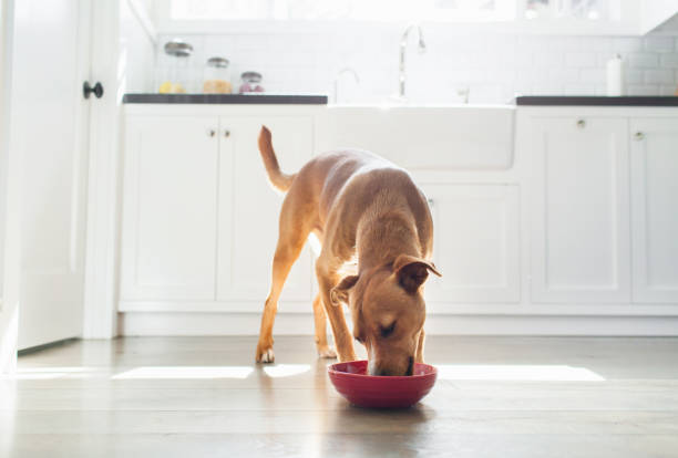 front view of tan coloured dog in kitchen eating from red bowl - food stock pictures, royalty-free photos & images