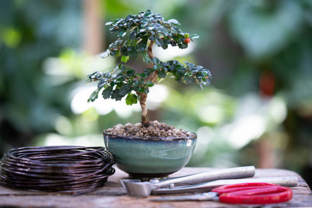 fukien tea,bonsai,bonsai equipment, pruning scissors - garden decoration stock pictures, royalty-free photos & images