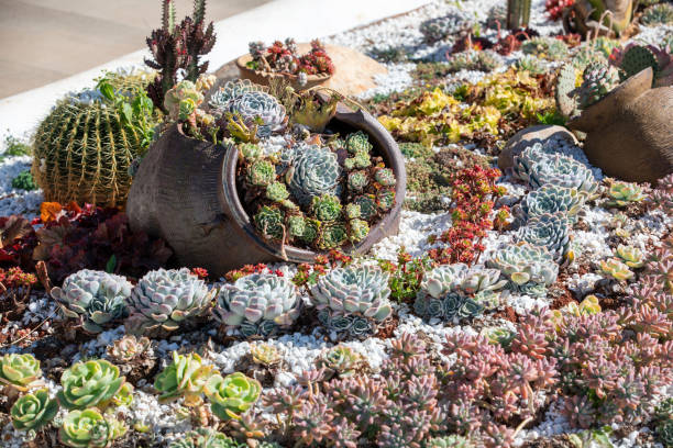 full frame of succulent garden combination - garden decoration stockfoto's en -beelden