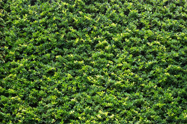 full frame of texture, green leaves realistic seamless background - garden decoration stock pictures, royalty-free photos & images
