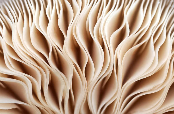 full frame shot of abstract pattern - food photos et images de collection