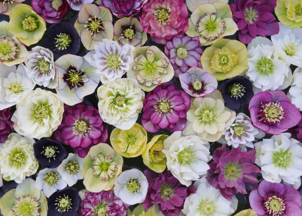 full frame shot of beautiful hellebore flowers floating on water. floral background in white,pink, yellow and dark violet .view from above - garden decoration stockfoto's en -beelden