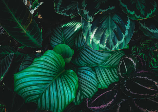 full frame shot of fresh green leaves ,nature background. - garden decoration stock pictures, royalty-free photos & images