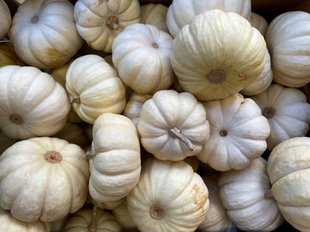 full frame shot of small white pumpkins at the local market - garden decoration stock pictures, royalty-free photos & images