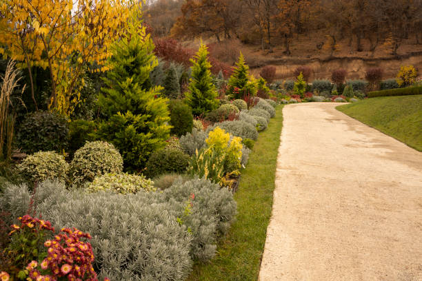 garden design in autumn. footpath and lawn with flowerbeds of red chrysanthemum flowers and other plants - garden decoration stock pictures, royalty-free photos & images
