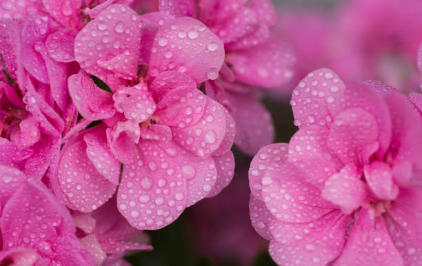 garden macro - garden decoration stock pictures, royalty-free photos & images