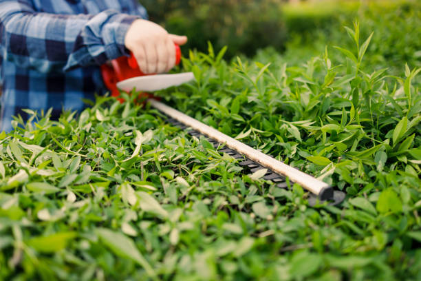 gardener holding electric hedge trimmer to cut the treetop in garden. - garden decoration stockfoto's en -beelden