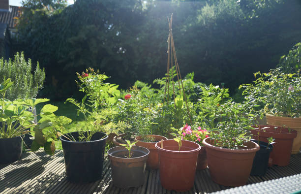 gardeners pots with plants in back garden - garden decoration stock pictures, royalty-free photos & images