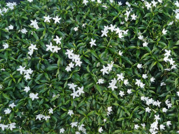 gardenia jasminoides, gerdenia crape jasmine rubiaceae - garden decoration stock pictures, royalty-free photos & images