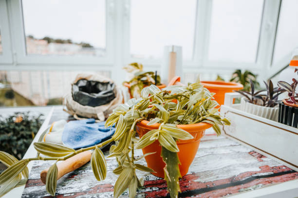 gardening equipment at home - garden decoration stock pictures, royalty-free photos & images