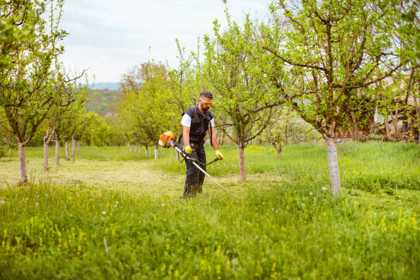 gardening with a electric or petrol lawn trimmer - garden decoration stock pictures, royalty-free photos & images