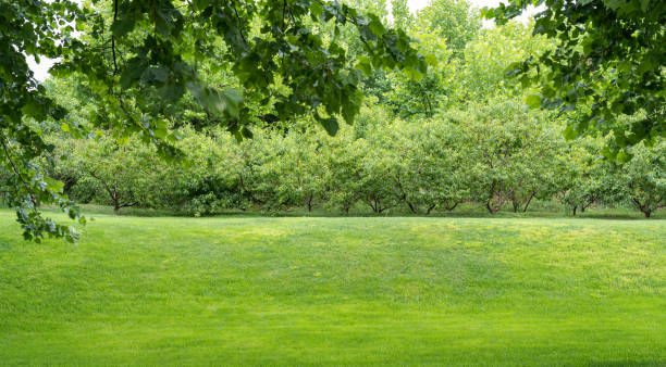 gardens and green spaces - garden decoration stockfoto's en -beelden