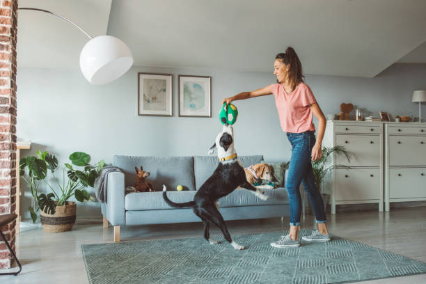 garderie pour animaux de compagnie - home decoration photos et images de collection