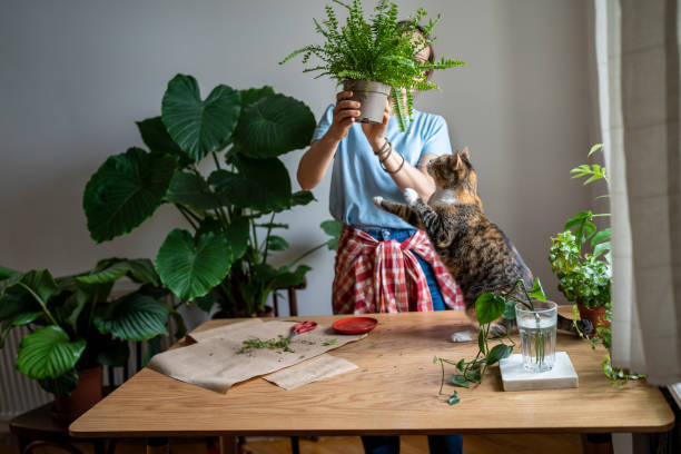 girl holding fern flower in hand. alocasia flower in interior. woman transplants flowers at table - garden decoration stock pictures, royalty-free photos & images