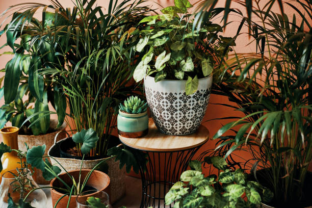 give your home a good dose of greenery - home decoration stock pictures, royalty-free photos & images