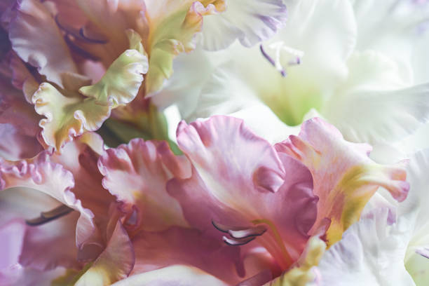 gladiolus macro - garden decoration stock pictures, royalty-free photos & images