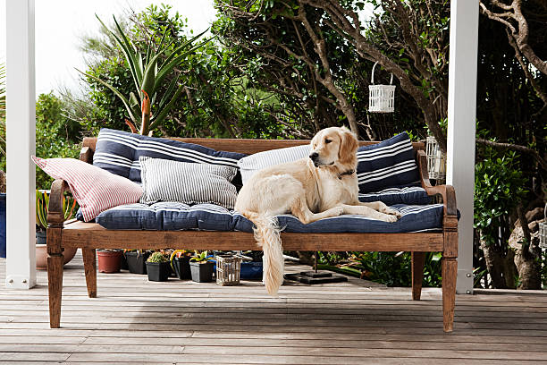 golden retriever en asientos al aire libre - home decoration fotografías e imágenes de stock