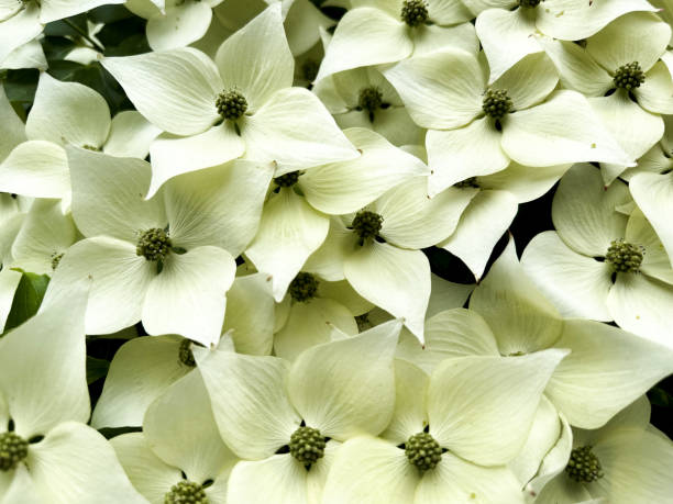 gorgeous explosion of white dogwood blossoms in late spring - garden decoration stockfoto's en -beelden