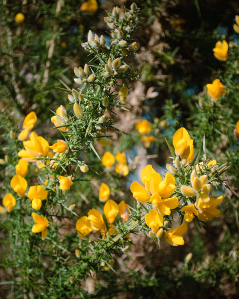 gorse in spring / summer - garden decoration stockfoto's en -beelden