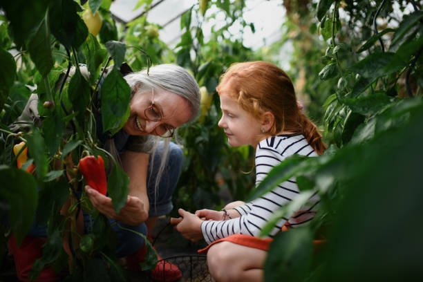 grandmother with granddaughter picking peppers in garden together. - food stock pictures, royalty-free photos & images