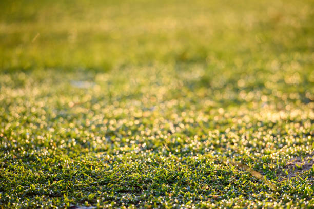 grass field with morning light - garden decoration stock pictures, royalty-free photos & images