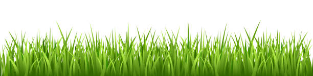 grass vector seamless - garden decoration stock illustrations