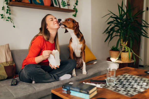 grateful hound dog licking his female owner on the checks after she gave him a bite a morsel of her take out food - junk food stock pictures, royalty-free photos & images