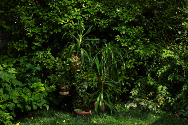 green garden with bushes and a few potted plants - garden decoration stock pictures, royalty-free photos & images