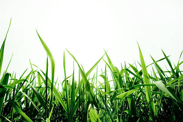 green grass isolated - garden decoration stock pictures, royalty-free photos & images
