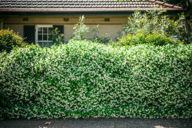 green hedge in the frontyard - garden decoration stock pictures, royalty-free photos & images