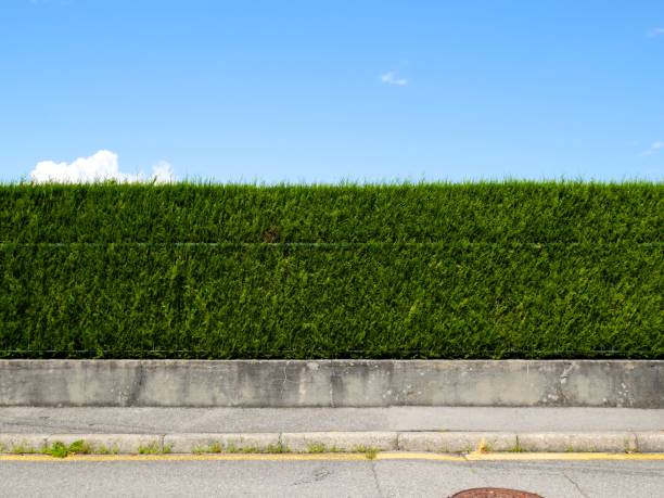 green hedge with sidewalk, street and blue sky in france - garden decoration stock pictures, royalty-free photos & images
