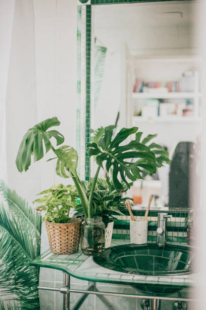 green houseplants decorating the bathroom - home decoration stockfoto's en -beelden