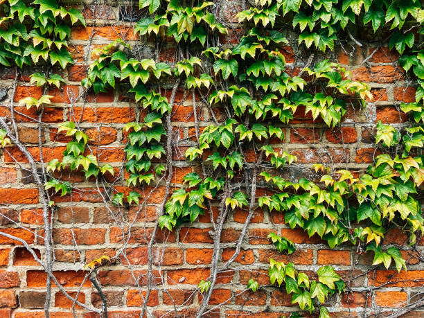 green ivy on vintage red brick wall - garden decoration stock pictures, royalty-free photos & images