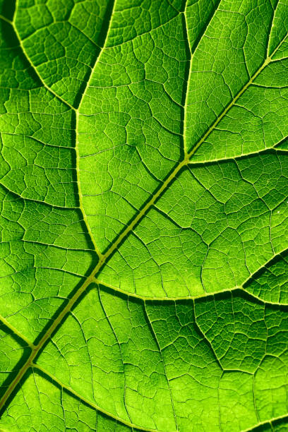 green leaf texture background. - garden decoration stock pictures, royalty-free photos & images