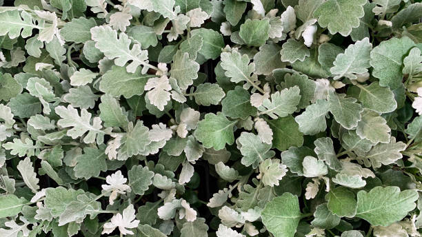 green leaves - garden decoration stock pictures, royalty-free photos & images