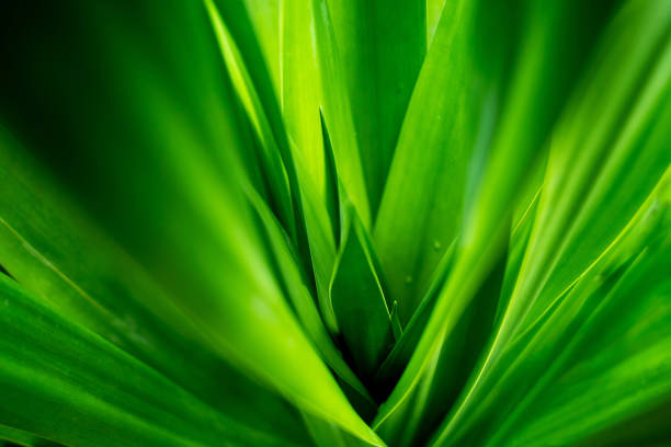 green leaves background. tropical leaf pattern texture. abstract nature background abstrac concept. - garden decoration stock pictures, royalty-free photos & images