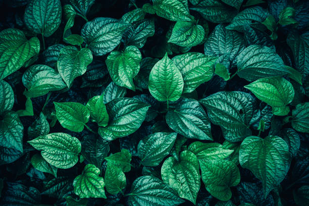 green leaves pattern background, natural lush foliages of leaf texture backgrounds. - garden decoration stock pictures, royalty-free photos & images