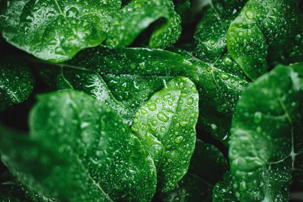 green leaves with dew drops - food stock pictures, royalty-free photos & images