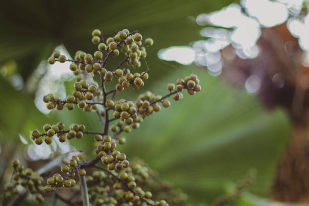 green lush foliage and flowers closeup shot of fruits on a branch. - garden decoration stock pictures, royalty-free photos & images